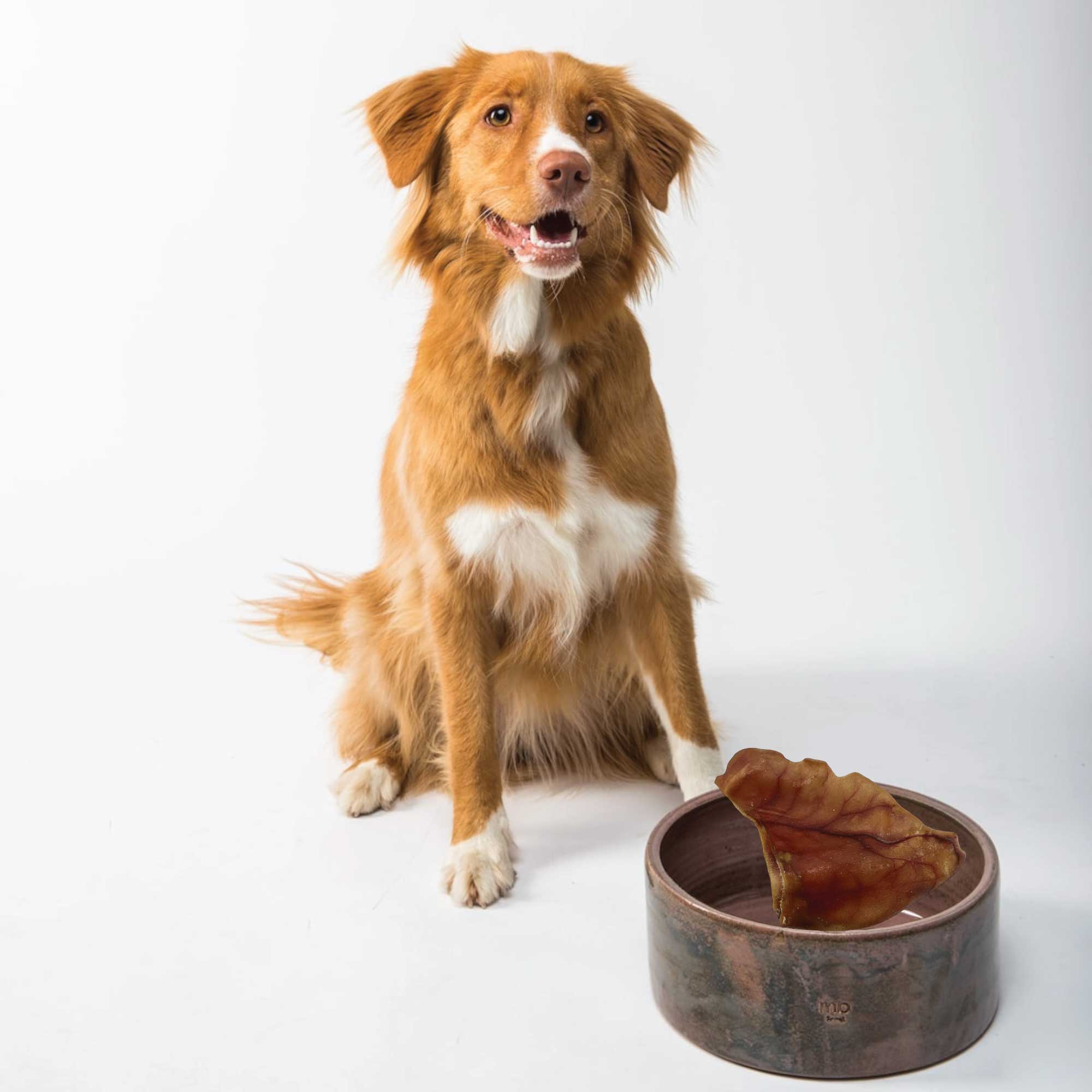 10x Dog Treat Large Pig Ears Whole - Dehydrated Australian Healthy Puppy Chew-9
