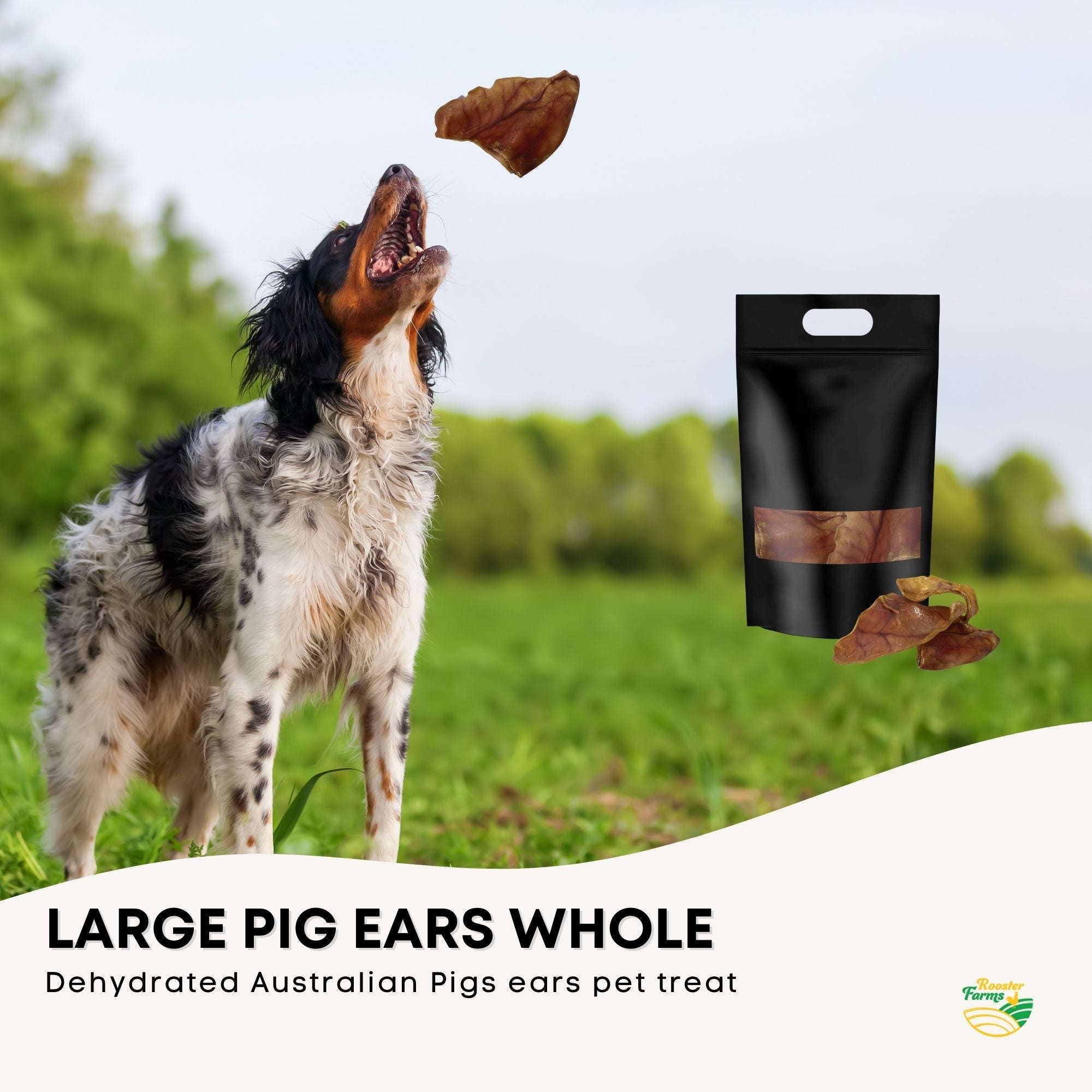 10x Dog Treat Large Pig Ears Whole - Dehydrated Australian Healthy Puppy Chew-2