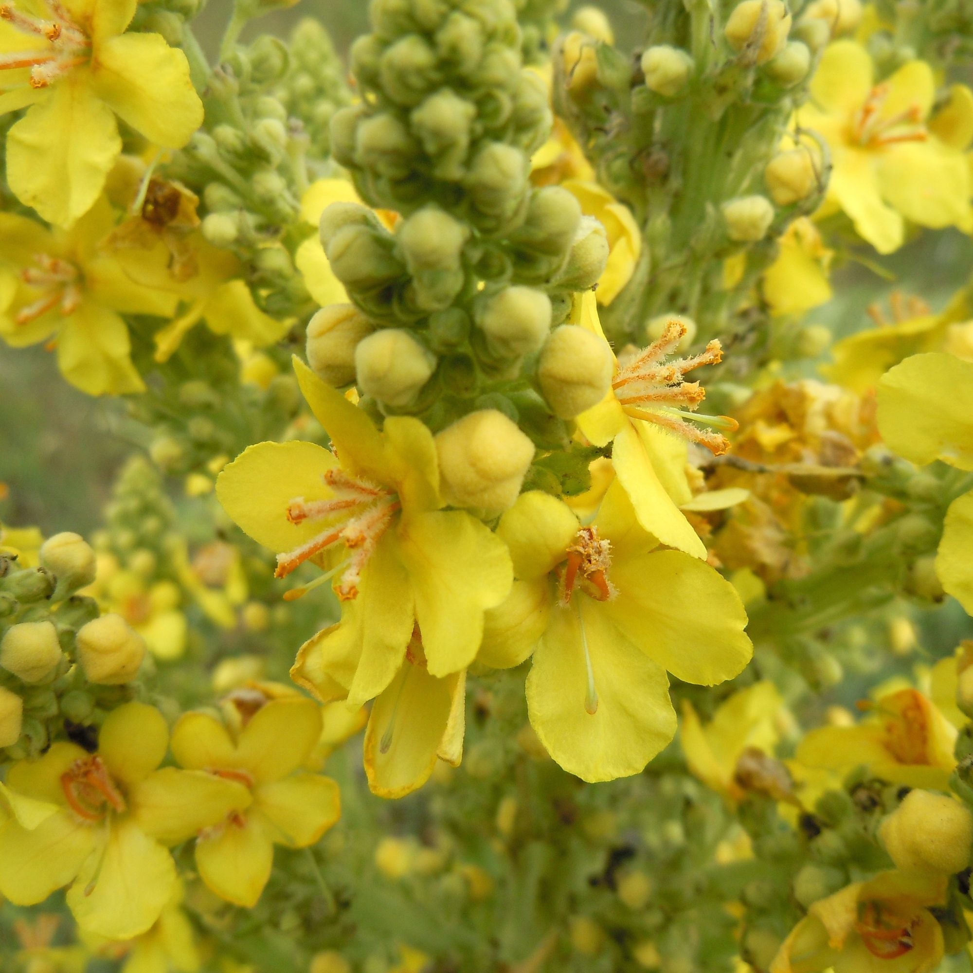 50g Organic Mullein Leaf - Dried Herbal Verbascum Thapsis-2