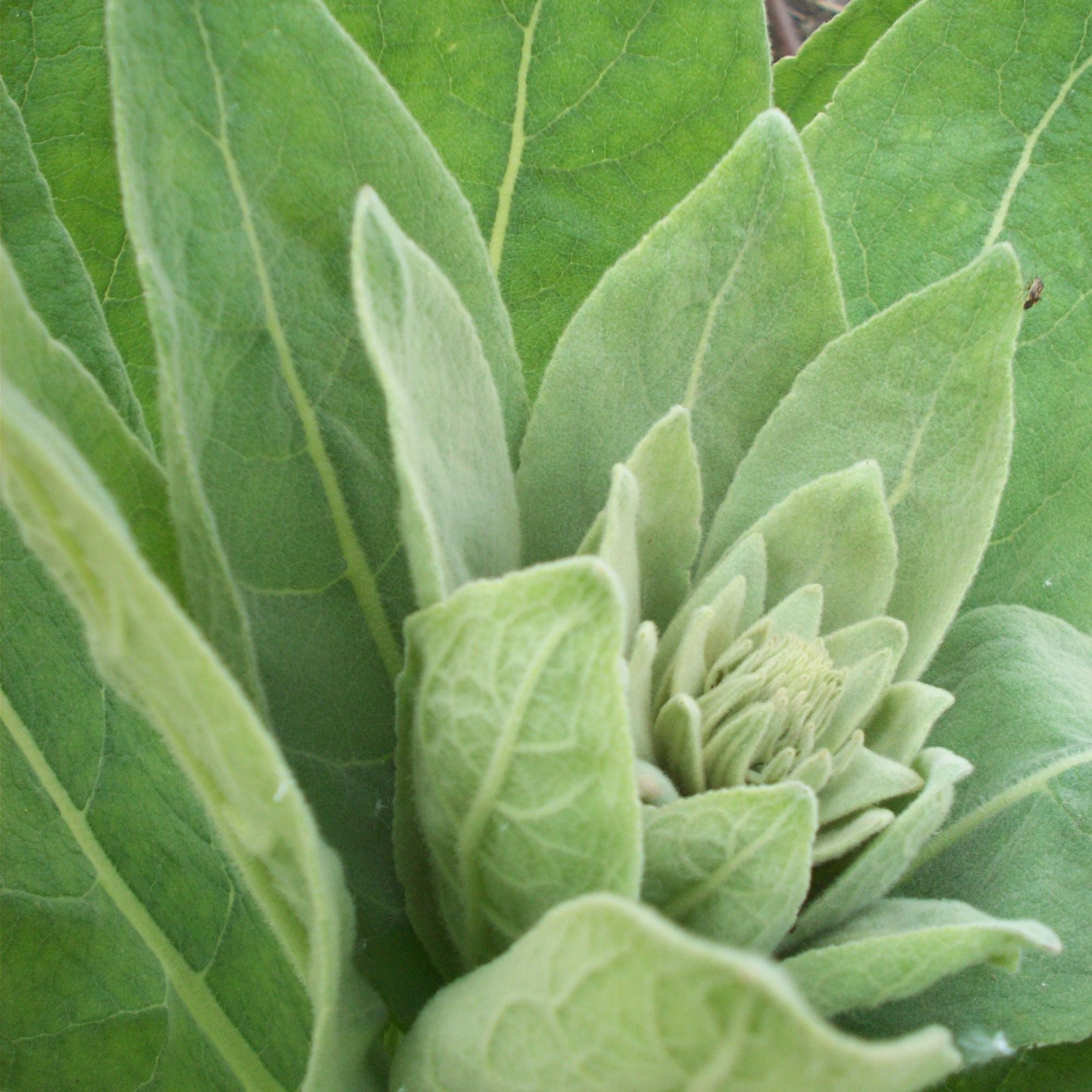 50g Organic Mullein Leaf - Dried Herbal Verbascum Thapsis-4