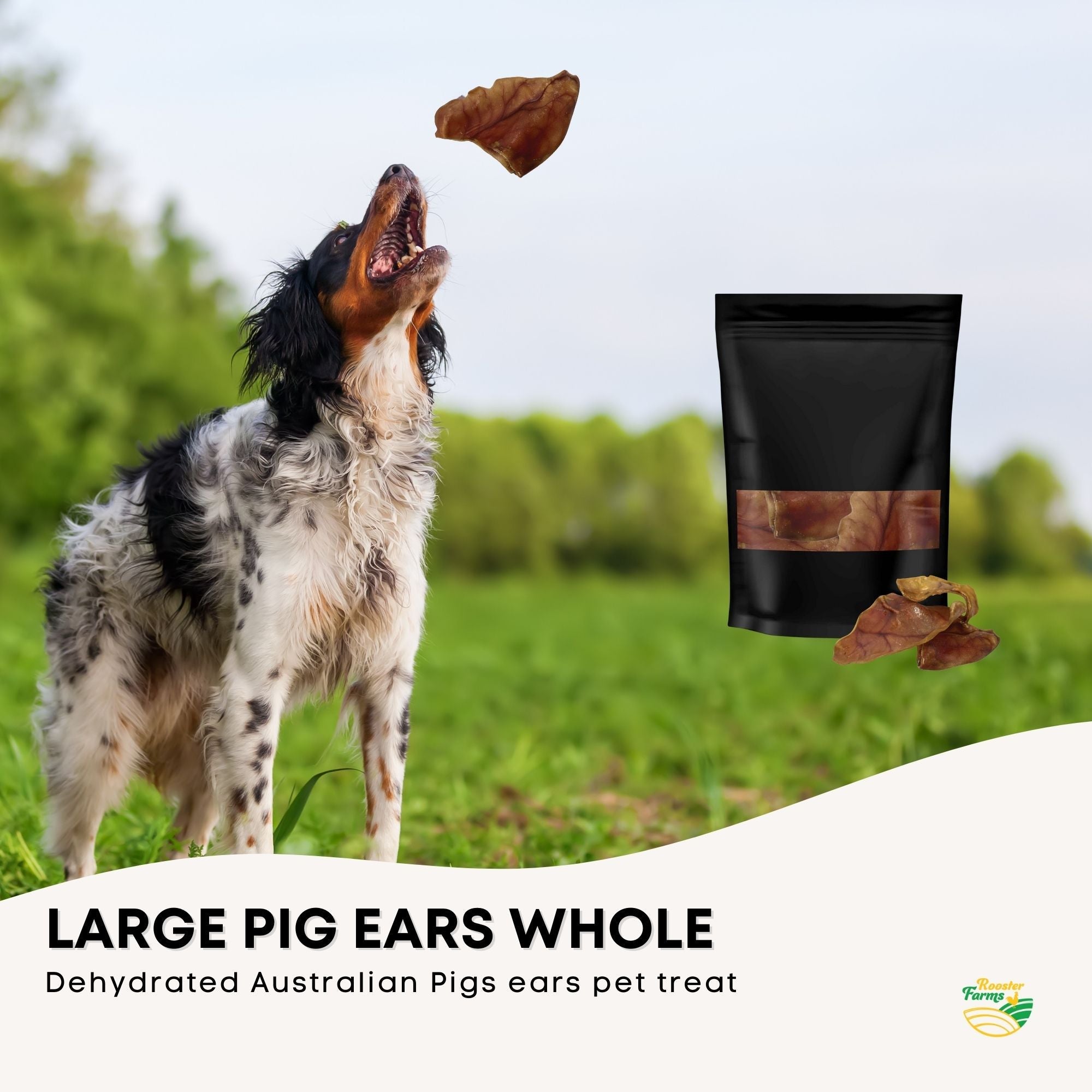 Dog Treat Large Pig Ears Whole - Dehydrated Australian Healthy Puppy Chew-4