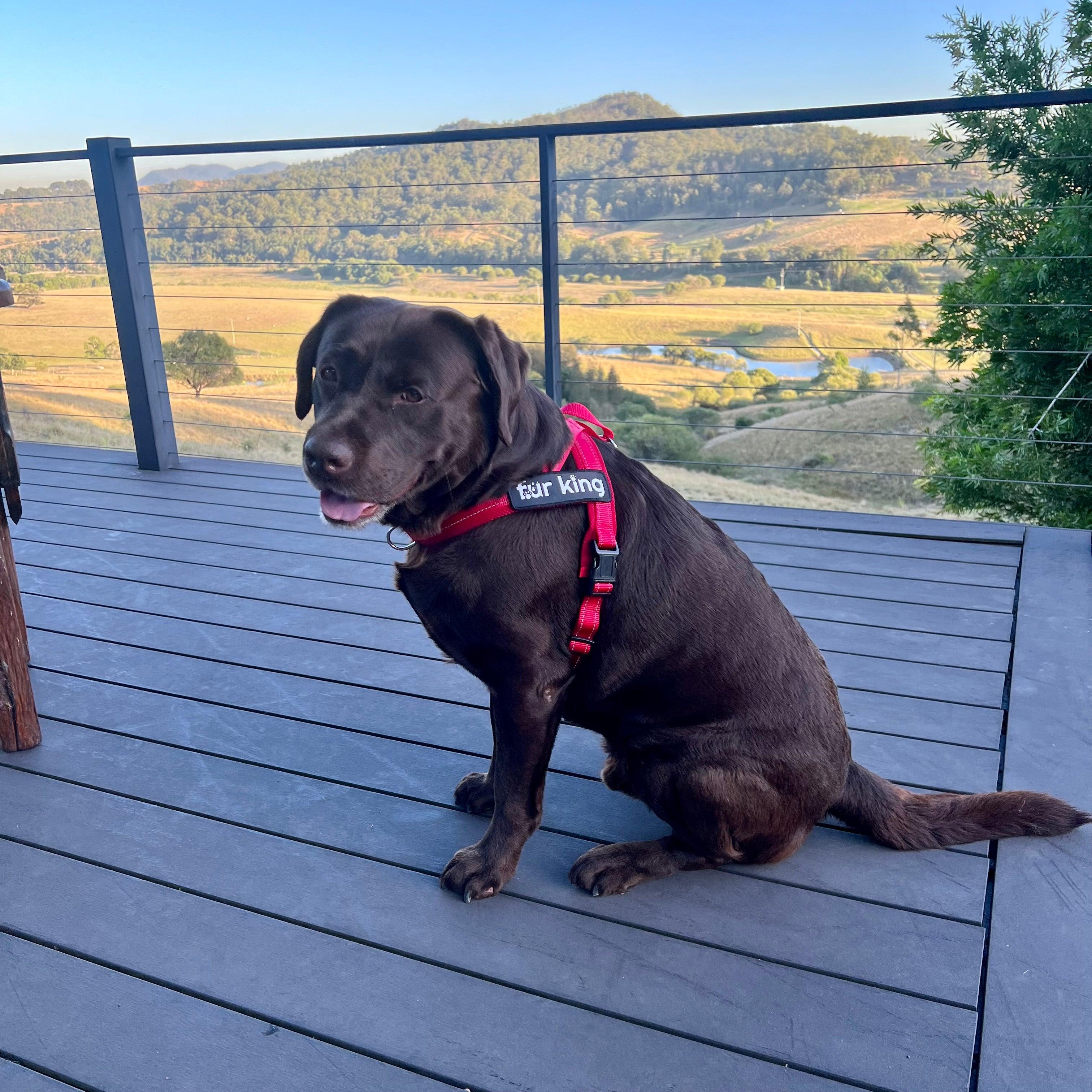 Fur King Signature Quick Fit Harness-6