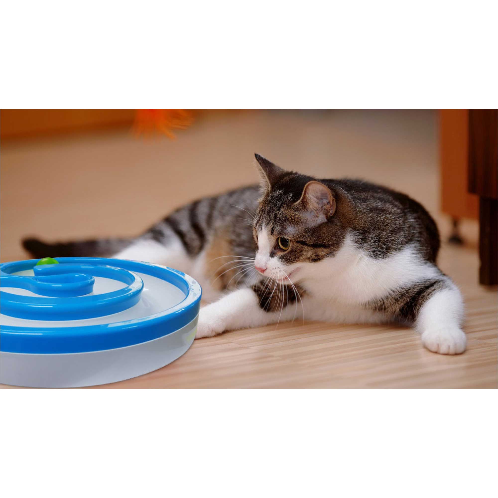 Interactive Cat Track Circle with LED Sound Light Rolling Ball - Chase Play Toy-4