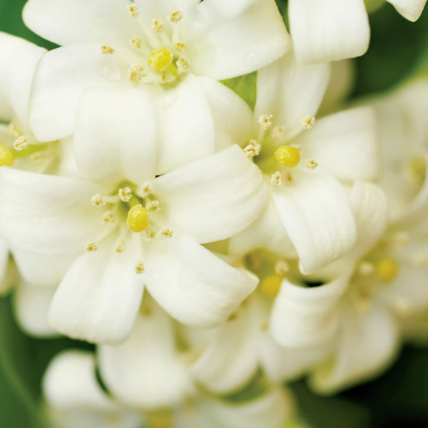 LUXE DIFFUSER - SWEET JASMINE & MAGNOLIA-1