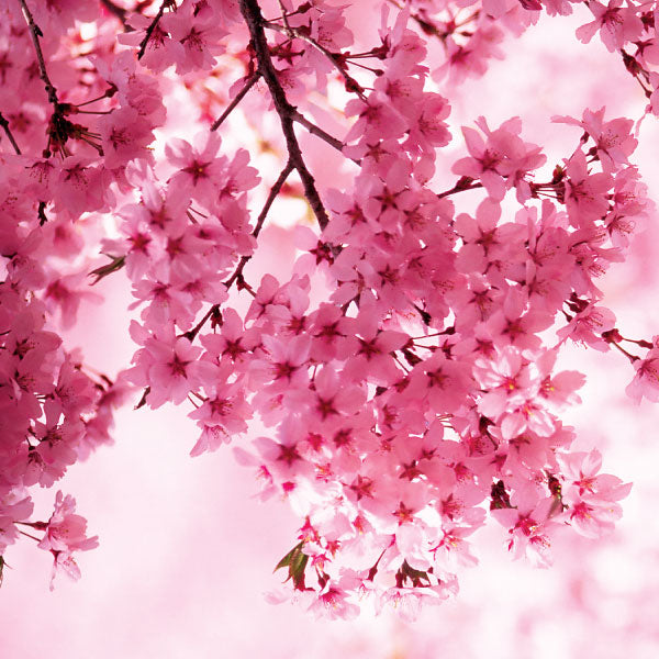 LUXE NATURAL SOY CANDLE - ORIENTAL CHERRY BLOSSOM-1