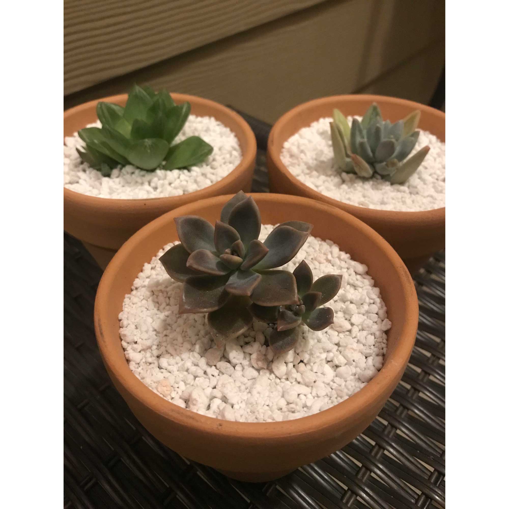 100L Perlite Organic Super Coarse Premium Soil Expanded Medium Plants Hydroponic-1