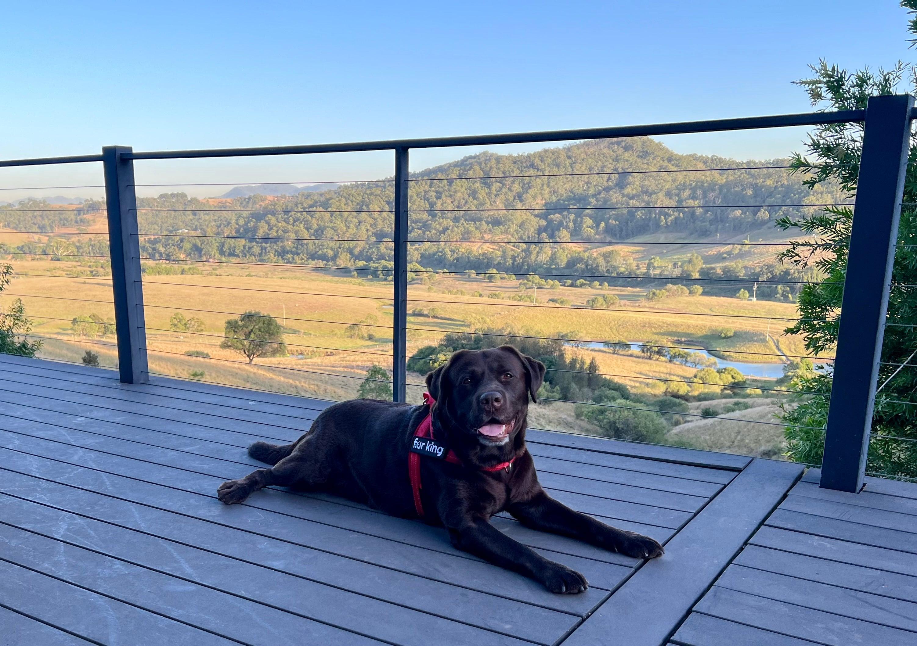 Fur King Signature Quick Fit Harness-7