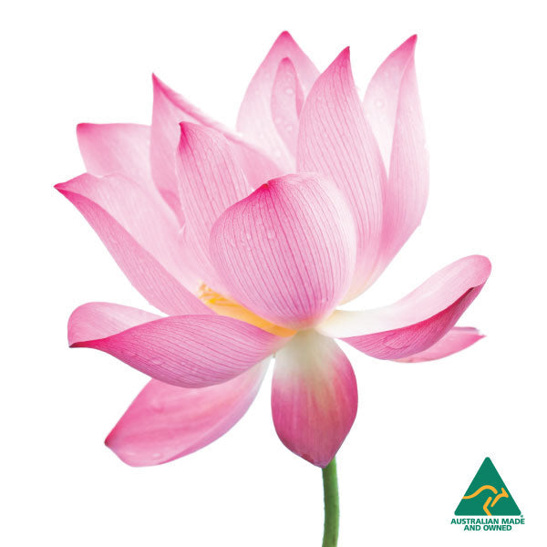 Pink Lotus Flower - Natural Soy Candle-1