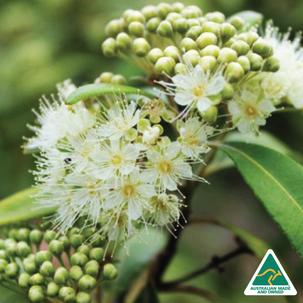 Pure Argan Oil with Lemon Myrtle Essential Oil-3