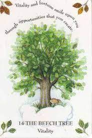 Tree Magick Oracle Deck, The: Includes 52 Cards and a 64-Page Illustrated Book-5